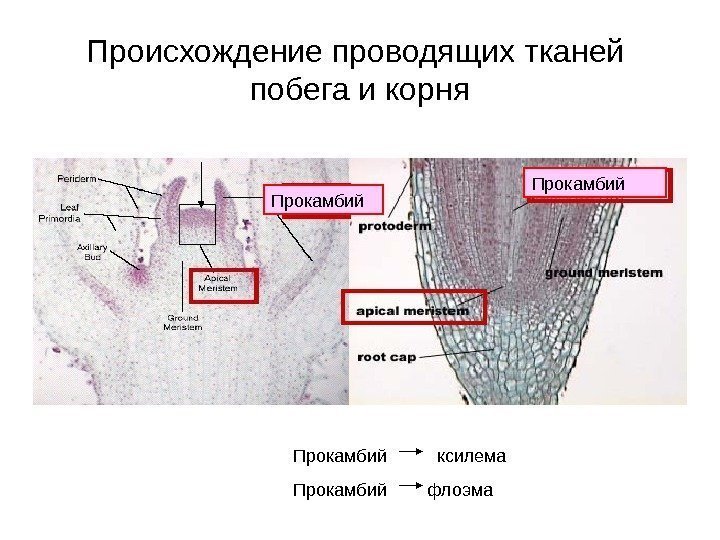   Происхождение проводящих тканей побега и корня Прокамбий   ксилема Прокамбий 