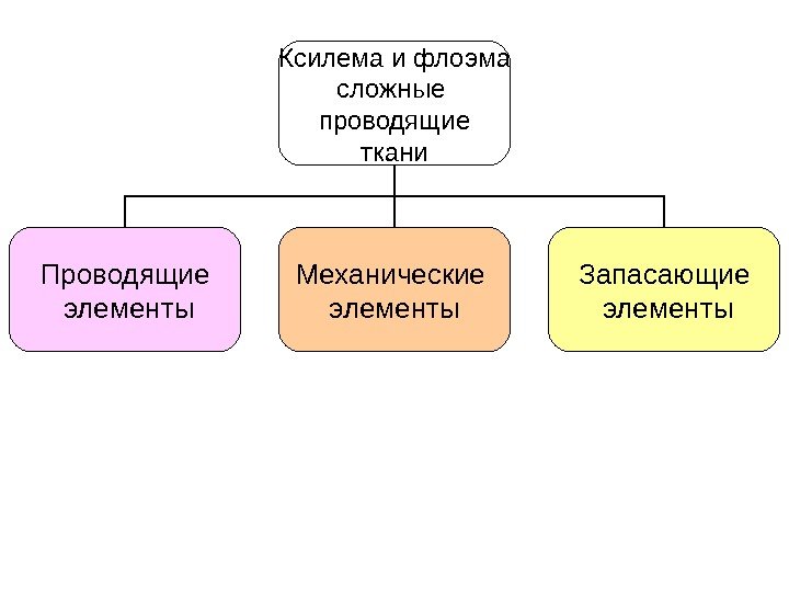   Ксилема и флоэма сложные проводящие ткани Проводящие  элементы Механические элементы Запасающие