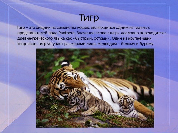 Тигр – это хищник из семейства кошек, являющийся одним из главных представителей рода Panthera.