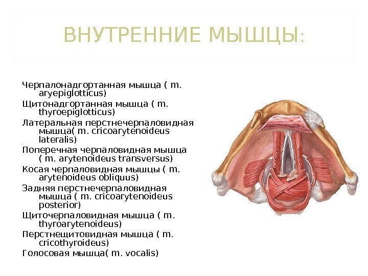 ВНУТРЕННИЕ МЫШЦЫ : Черпалонадгортанная мышца ( m.  aryepiglotticus) Щитонадгортанная мышца ( m. 