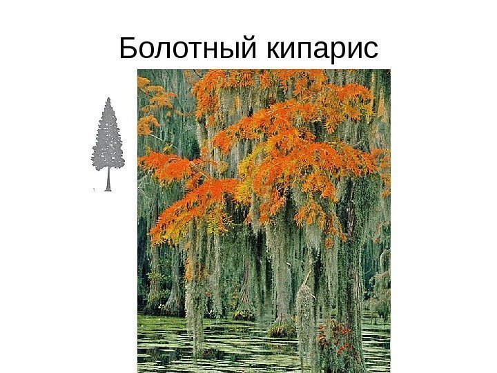 Болотный кипарис 