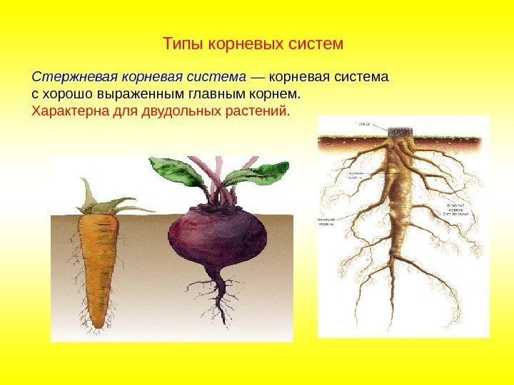 Стержневая корневая система — корневая система с хорошо выраженным главным корнем.  Характерна для