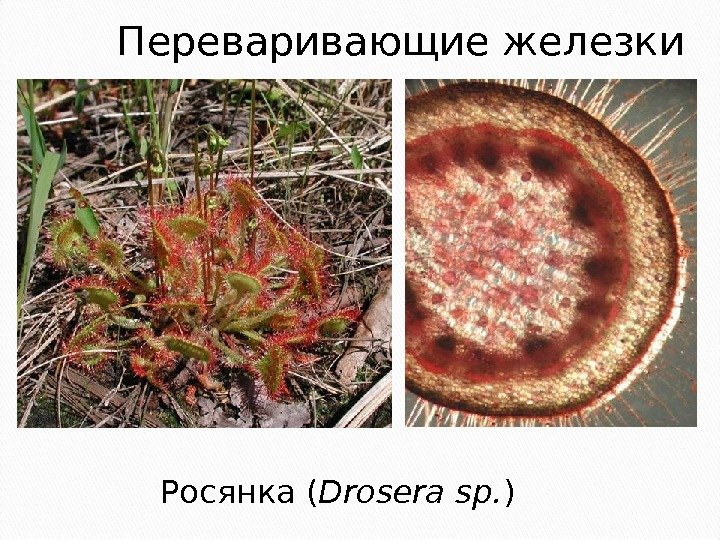 Переваривающие железки Росянка ( Drosera sp. ) 