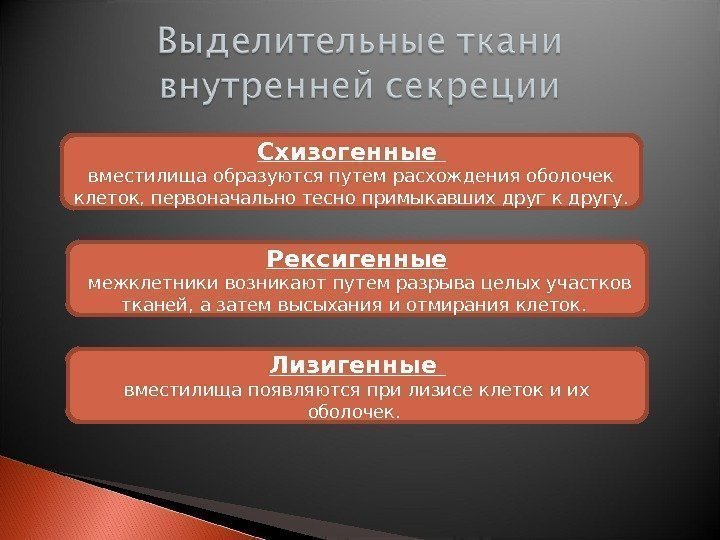 Схизогенные вместилища образуются путем расхождения оболочек клеток, первоначально тесно примыкавших друг к другу. 