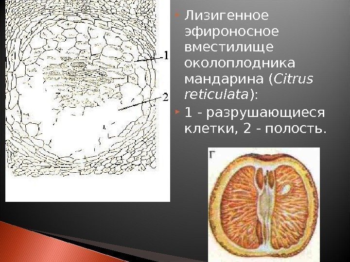  Лизигенное эфироносное вместилище околоплодника мандарина ( Citrus reticulata ):  1 - разрушающиеся