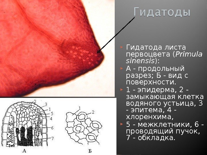  Гидатода листа первоцвета ( Primula sinensis ):  А - продольный разрез; Б