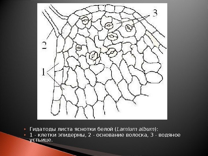  Гидатоды листа яснотки белой ( Lamium album ):  1 - клетки эпидермы,