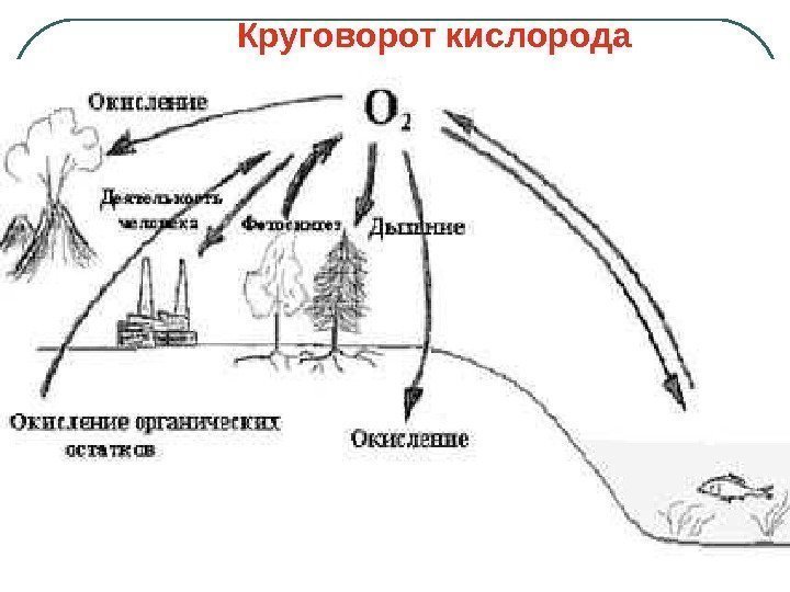   Круговорот кислорода 