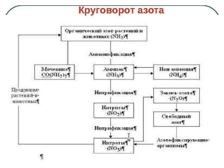   Круговорот азота 