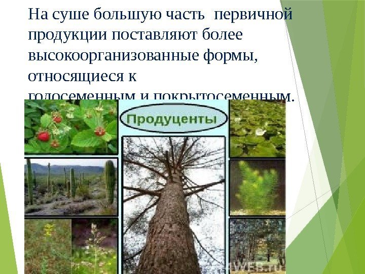 На суше большую часть первичной продукции поставляют более высокоорганизованные формы,  относящиеся к голосеменным