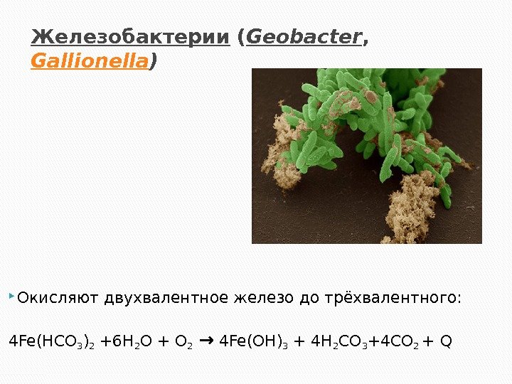 Железобактерии ( Geobacter , Gallionella )  Окисляют двухвалентное железо до трёхвалентного: 4 Fe(HCO