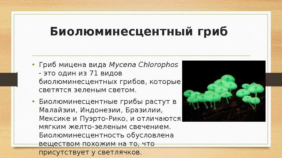 Биолюминесцентный гриб  • Гриб мицена вида Mycena Chlorophos  - это один из