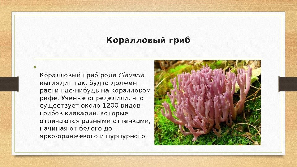 Коралловый гриб • Коралловый гриб рода Clavaria  выглядит так, будто должен расти где-нибудь