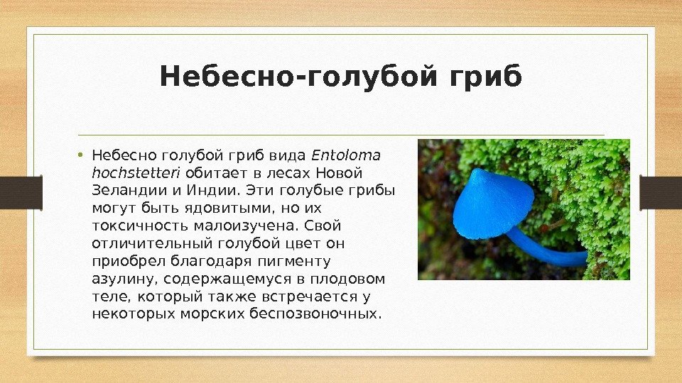 Небесно-голубой гриб • Небесно голубой гриб вида Entoloma hochstetteri обитает в лесах Новой Зеландии