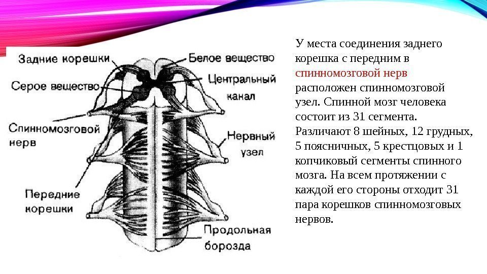 У места соединения заднего корешка с передним в спинномозговой нерв расположен спинномозговой узел. Спинной