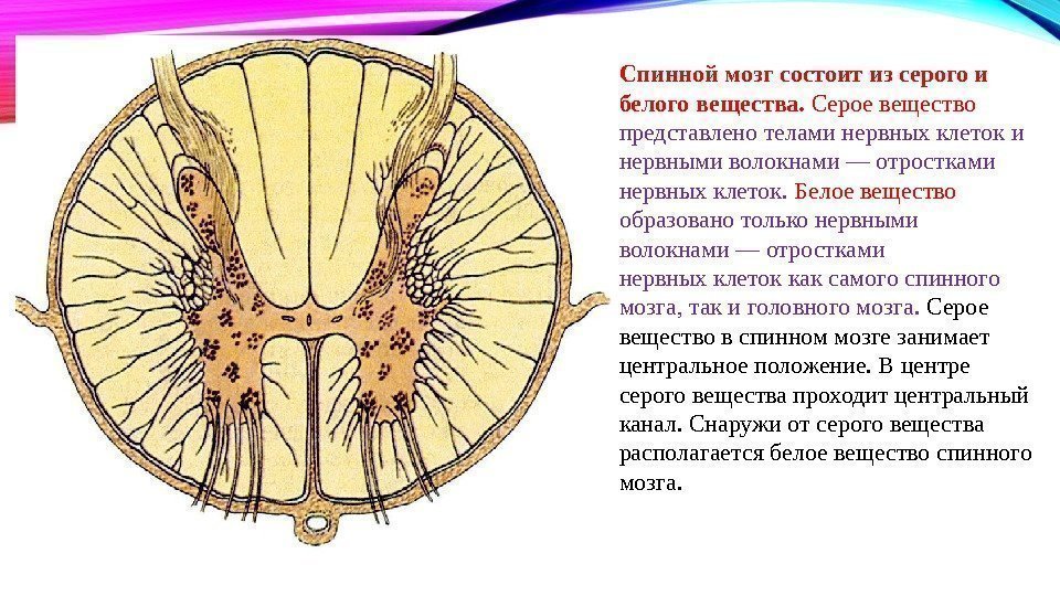 Спинной мозг состоит из серого и белого вещества.  Серое вещество представлено телами нервных