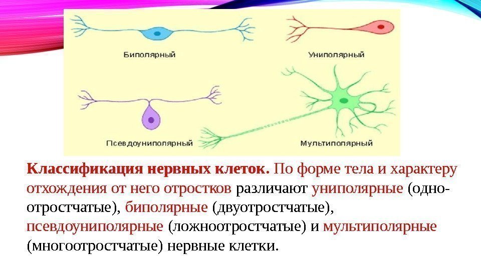 Классификация нервных клеток.  По форме тела и характеру отхождения от него отростков различают