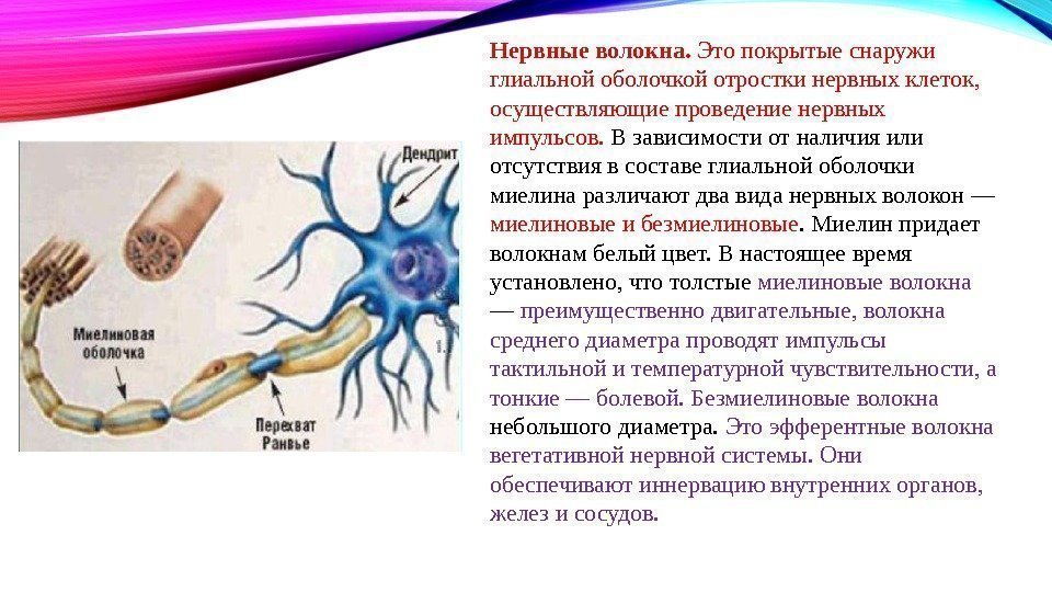 Нервные волокна.  Это покрытые снаружи глиальной оболочкой отростки нервных клеток,  осуществляющие проведение