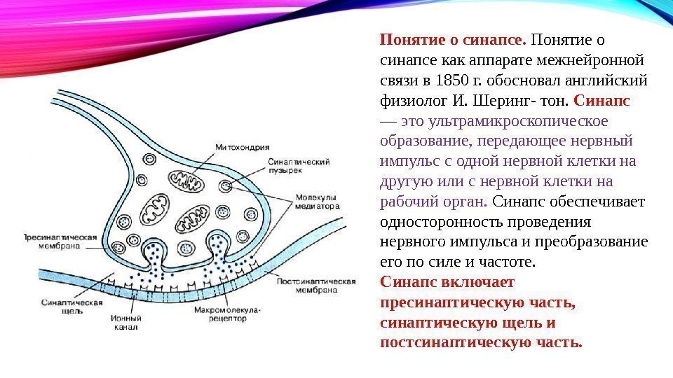 Понятие о синапсе.  Понятие о синапсе как аппарате межнейронной связи в 1850 г.