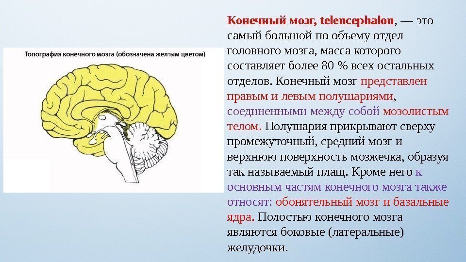 Конечный мозг, telencephalon , — это самый большой по объему отдел головного мозга, масса