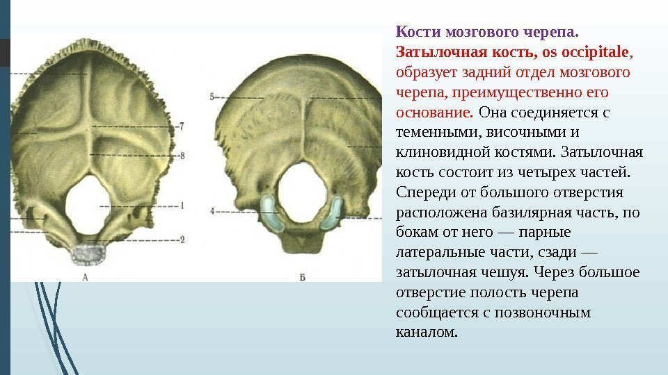 Кости мозгового черепа.  Затылочная кость, os occipitale ,  образует задний отдел мозгового