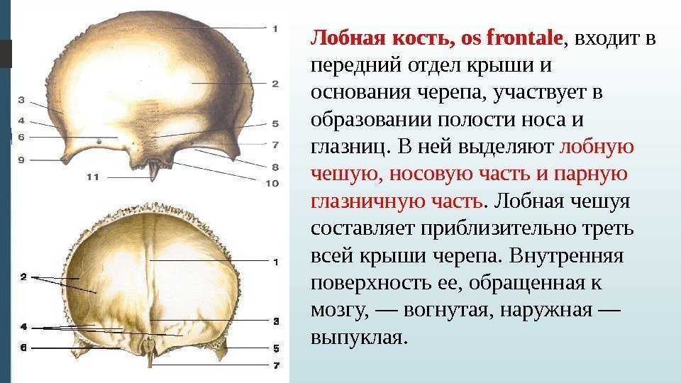 Лобная кость, os frontale , входит в передний отдел крыши и основания черепа, участвует