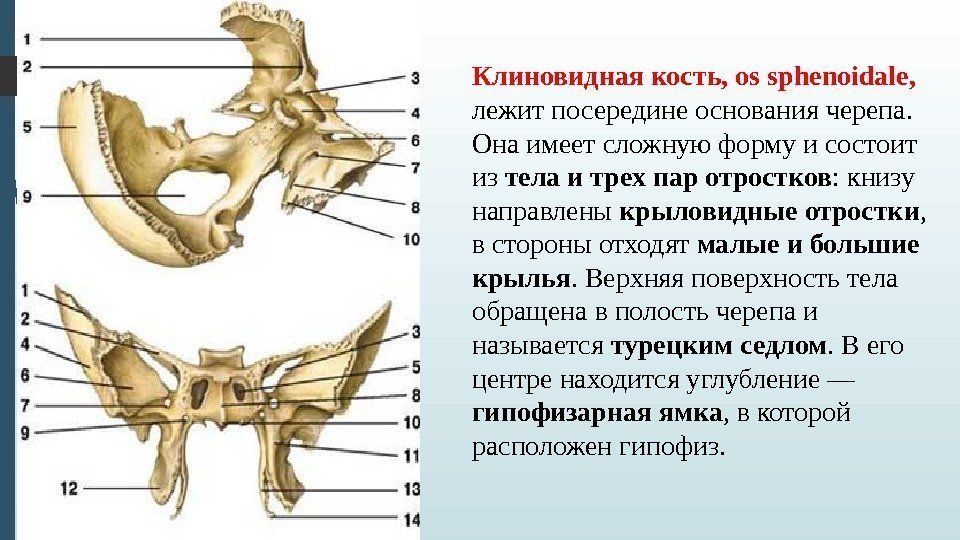 Клиновидная кость, os sphenoidale,  лежит посередине основания черепа.  Она имеет сложную форму