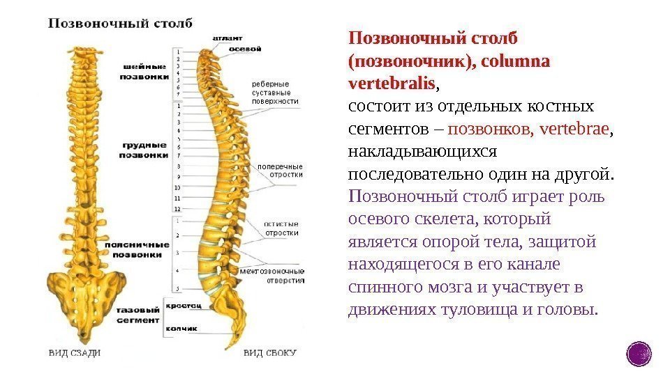 Позвоночный столб (позвоночник), columna vertebralis , состоит из отдельных костных сегментов – позвонков, vertebrae