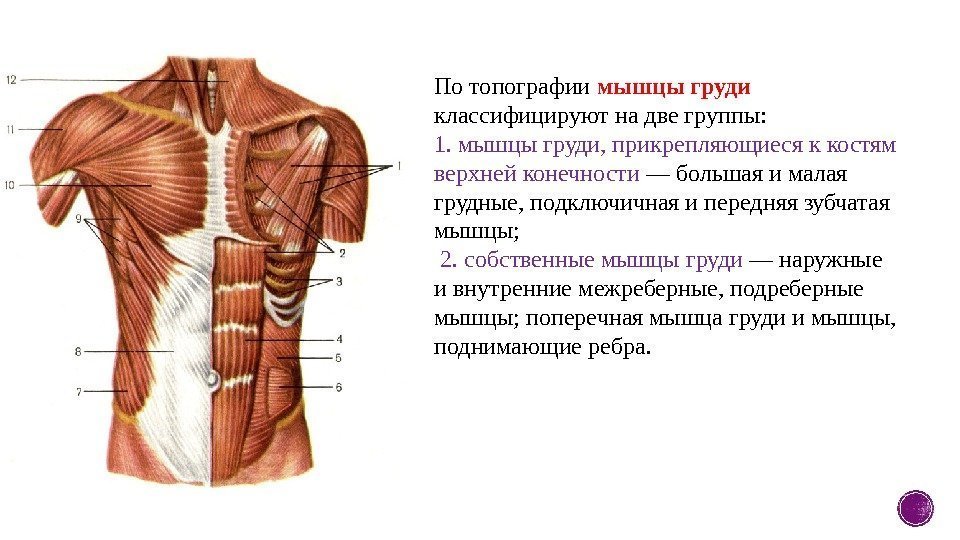 По топографии мышцы груди классифицируют на две группы: 1. мышцы груди, прикрепляющиеся к костям