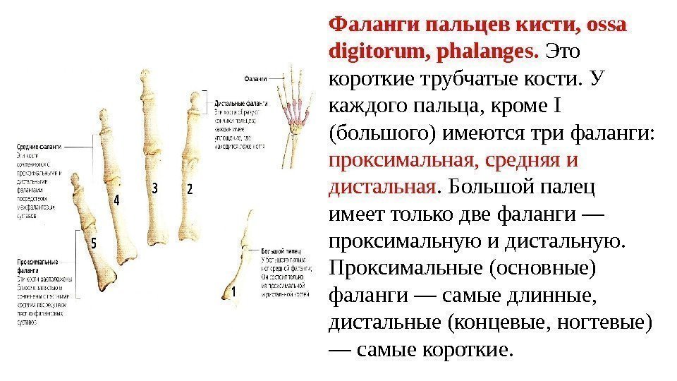 Фаланги пальцев кисти, ossa digitorum, phalanges.  Это короткие трубчатые кости. У каждого пальца,