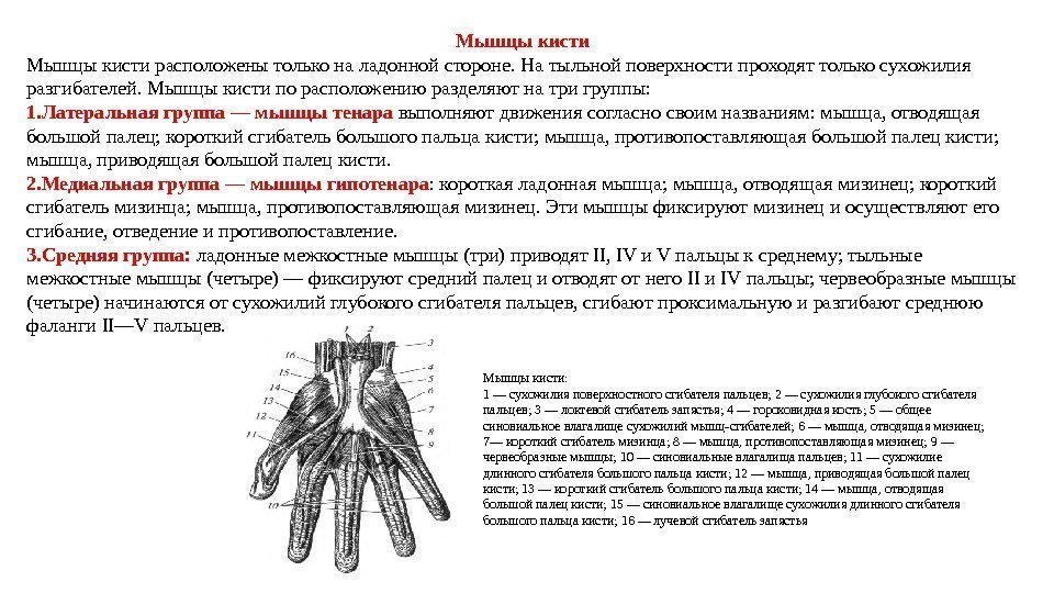 Мышцы кисти расположены только на ладонной стороне. На тыльной поверхности проходят только сухожилия разгибателей.