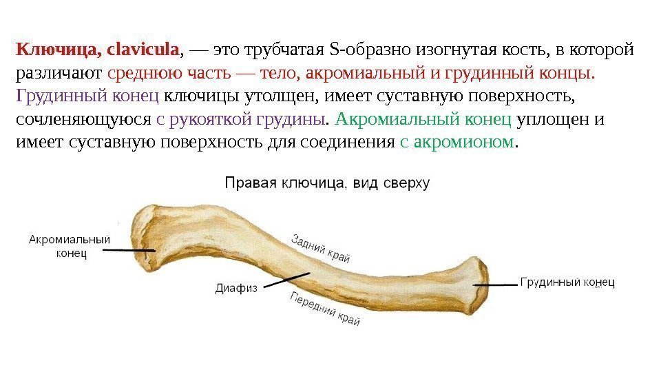 Ключица, clavicula , — это трубчатая S-образно изогнутая кость, в которой различают среднюю часть