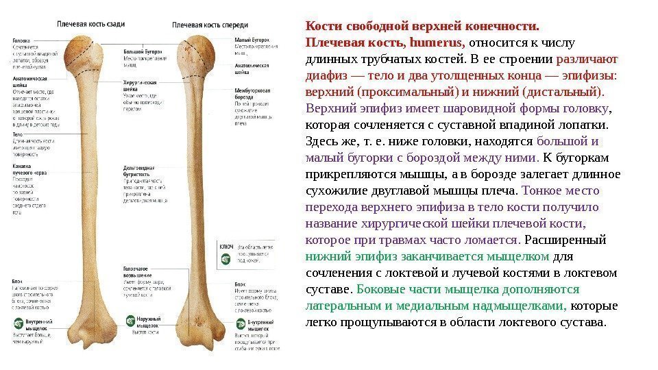 Кости свободной верхней конечности.  Плечевая кость, humerus,  относится к числу длинных трубчатых