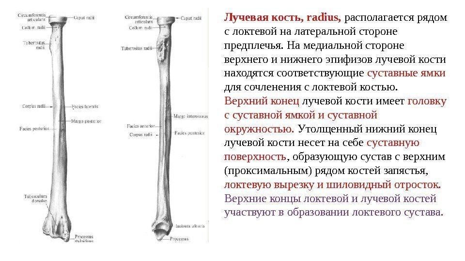 Лучевая кость, radius,  располагается рядом с локтевой на латеральной стороне предплечья. На медиальной