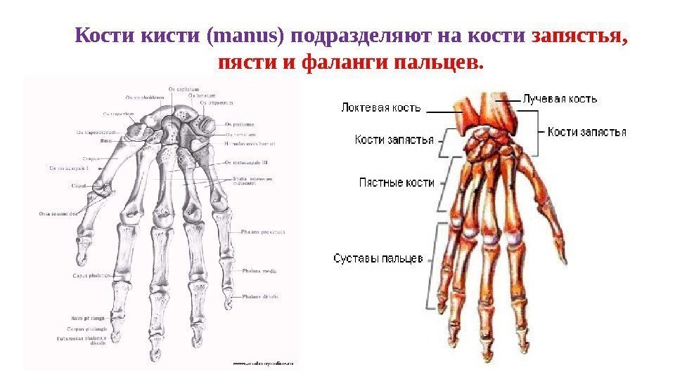 Кости кисти (manus) подразделяют на кости запястья,  пясти и фаланги пальцев. 