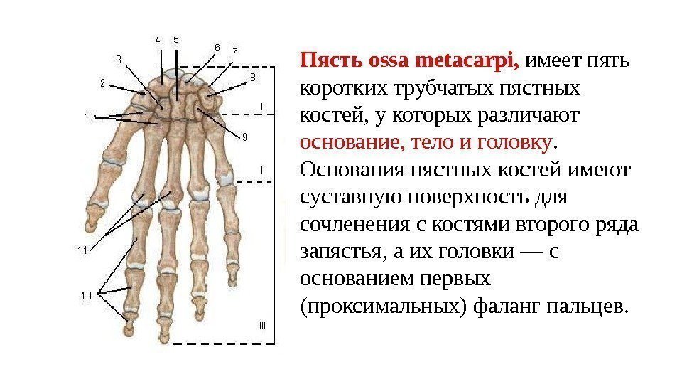 Пясть  ossa metacarpi,  имеет пять коротких трубчатых пястных костей, у которых различают