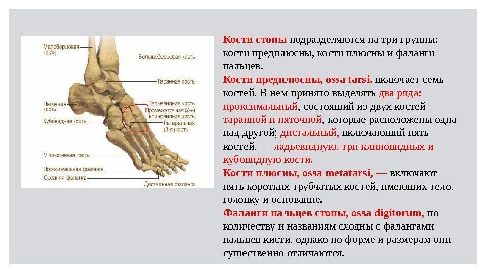 Кости стопы подразделяются на три группы:  кости предплюсны, кости плюсны и фаланги пальцев.