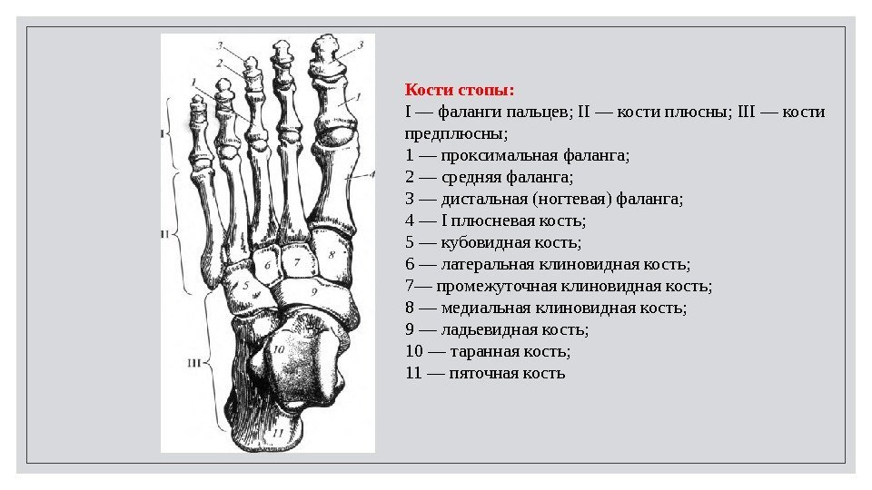 Кости стопы: I — фаланги пальцев; II — кости плюсны; III — кости предплюсны;