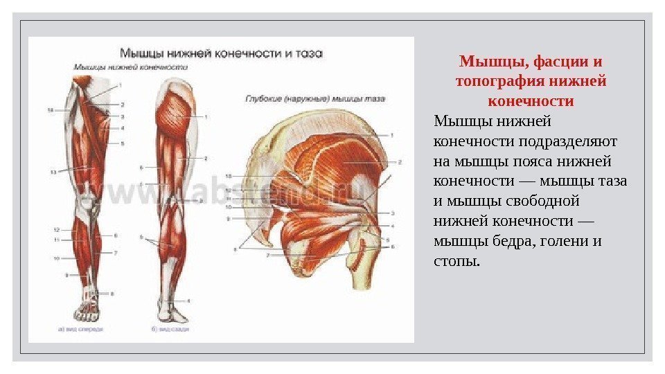 Мышцы, фасции и топография нижней конечности Мышцы нижней конечности подразделяют на мышцы пояса нижней