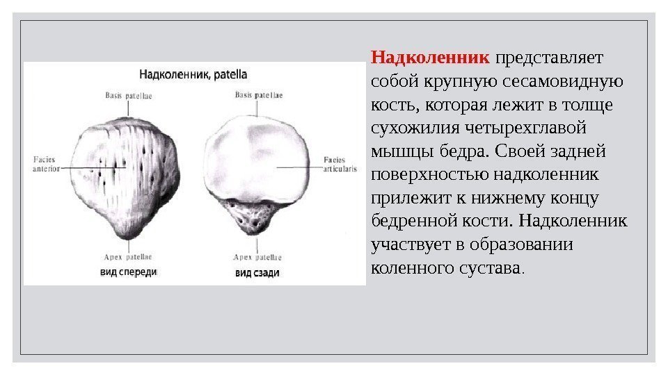 Надколенник представляет собой крупную сесамовидную кость, которая лежит в толще сухожилия четырехглавой мышцы бедра.