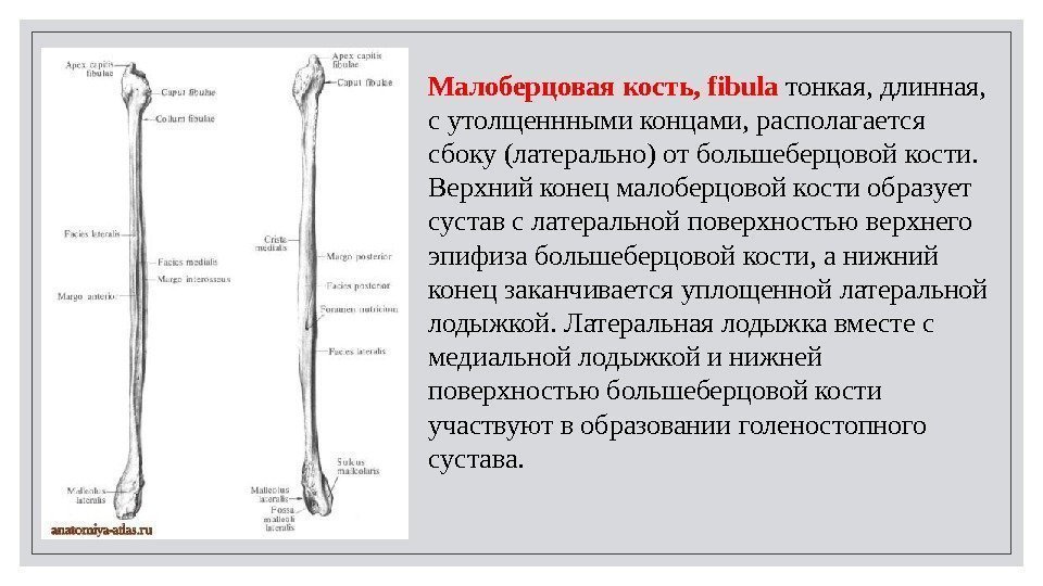 Малоберцовая кость, fibula тонкая, длинная,  с утолщеннными концами, располагается сбоку (латерально) от большеберцовой