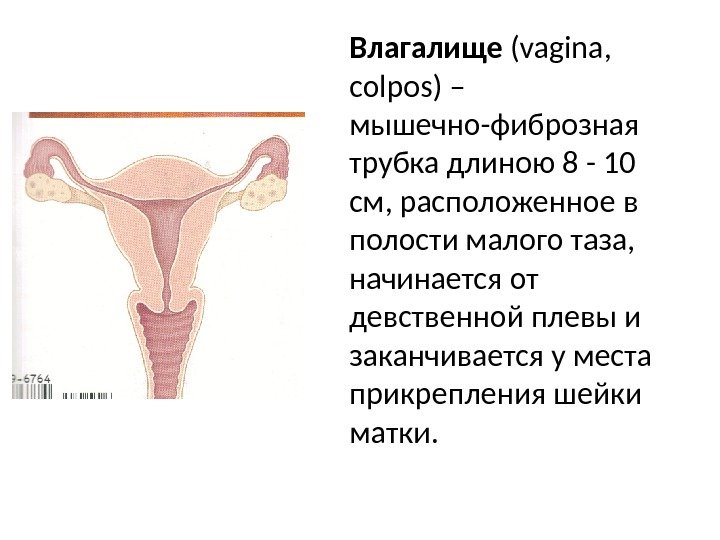 Влагалище ( vagina ,  colpos ) – мышечно-фиброзная трубка длиною 8  -