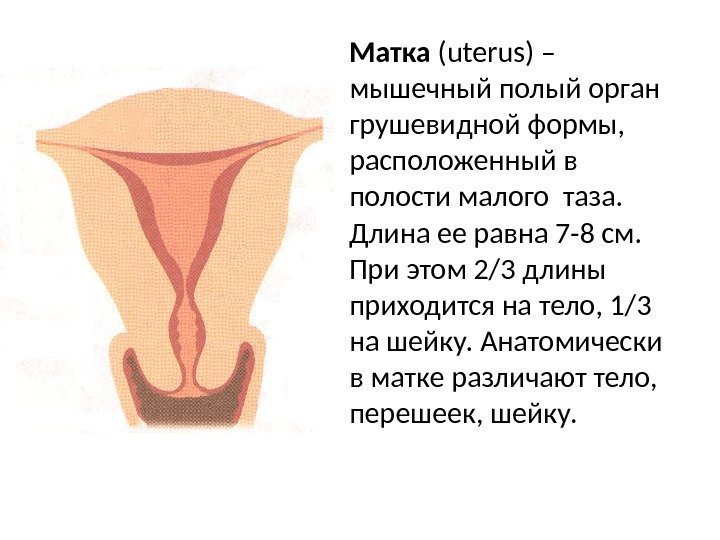 Матка ( uterus ) – мышечный полый орган грушевидной формы,  расположенный в 