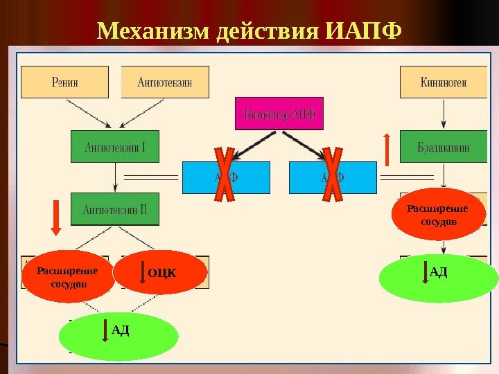 Механизм действия ИАПФ Расширение сосудов  ОЦК  АД Расширение сосудов АД 