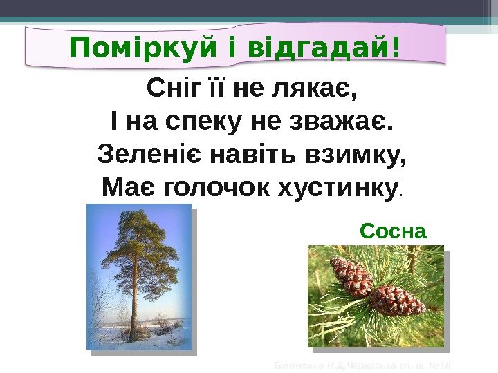  Сосна. Поміркуй і відгадай! Сніг її не лякає, І на спеку не зважає.