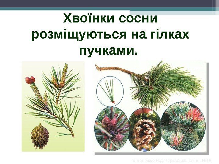 Хвоїнки сосни розміщуються на гілках пучками.  Білоножко Н. Д. Черкаська сп. ш. №