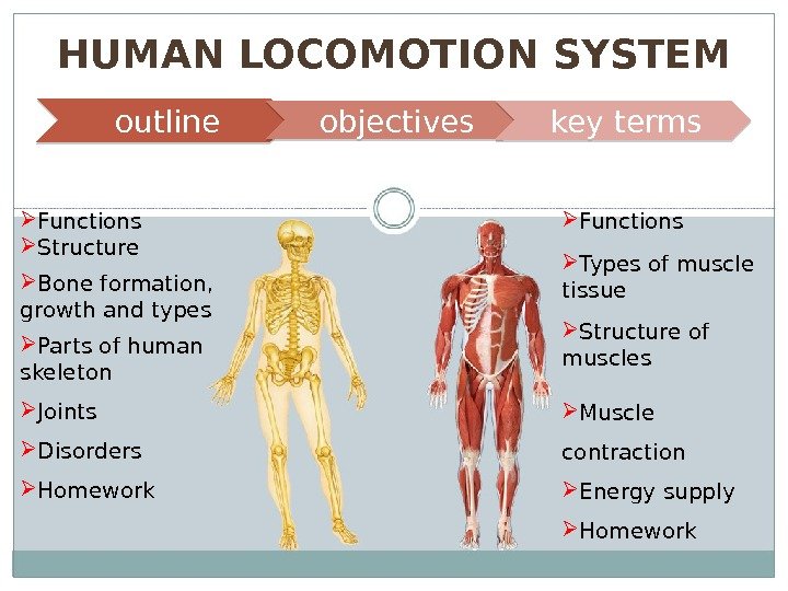 HUMAN LOCOMOTION SYSTEM outline objectives key terms SKELETAL SYSTEM MUSCULAR SYSTEM Functions Structure Bone