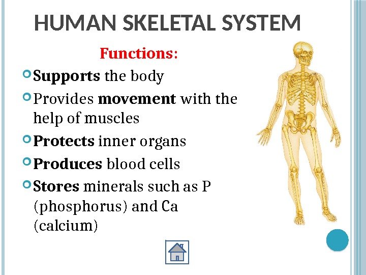 HUMAN SKELETAL SYSTEM Functions:  Supports the body Provides movement with the help of