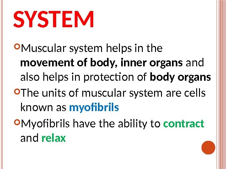MUSCULAR SYSTEM Muscular system helps in the movement of body,  inner organs and
