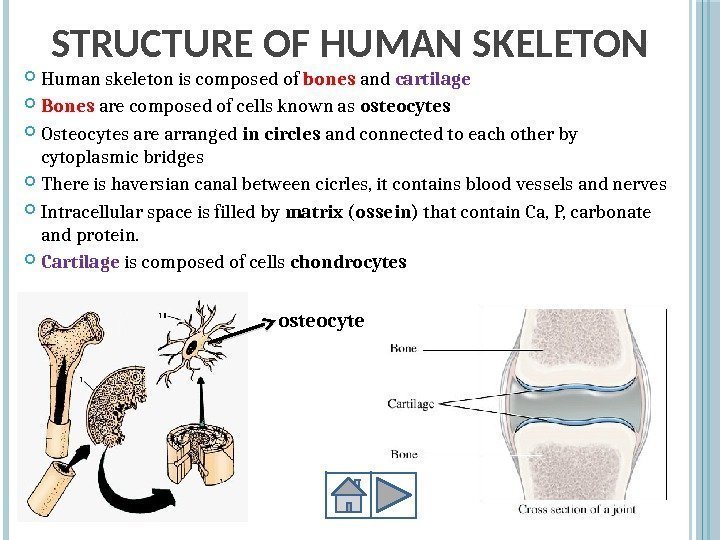 STRUCTURE OF HUMAN SKELETON Human skeleton is composed of bones and cartilage Bones are